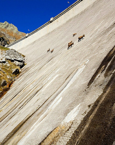 cabras ibex.jpg