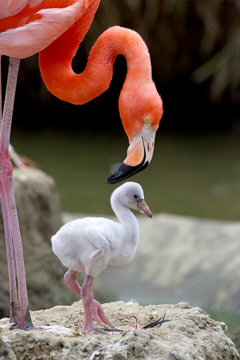 gay flamingo